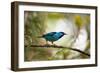 A Saira Bird Perches on a Tree in Ubatuba, Brazil-Alex Saberi-Framed Photographic Print