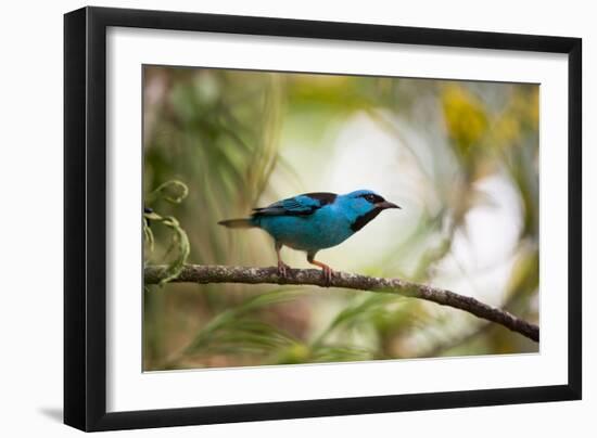 A Saira Bird Perches on a Tree in Ubatuba, Brazil-Alex Saberi-Framed Photographic Print