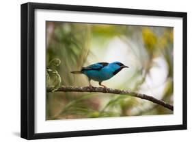 A Saira Bird Perches on a Tree in Ubatuba, Brazil-Alex Saberi-Framed Photographic Print