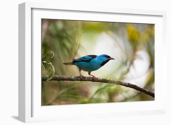 A Saira Bird Perches on a Tree in Ubatuba, Brazil-Alex Saberi-Framed Photographic Print