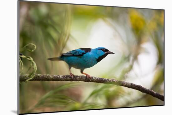 A Saira Bird Perches on a Tree in Ubatuba, Brazil-Alex Saberi-Mounted Photographic Print