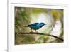 A Saira Bird Perches on a Tree in Ubatuba, Brazil-Alex Saberi-Framed Photographic Print