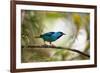 A Saira Bird Perches on a Tree in Ubatuba, Brazil-Alex Saberi-Framed Photographic Print