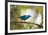 A Saira Bird Perches on a Tree in Ubatuba, Brazil-Alex Saberi-Framed Photographic Print