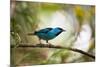 A Saira Bird Perches on a Tree in Ubatuba, Brazil-Alex Saberi-Mounted Photographic Print