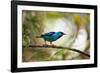 A Saira Bird Perches on a Tree in Ubatuba, Brazil-Alex Saberi-Framed Photographic Print