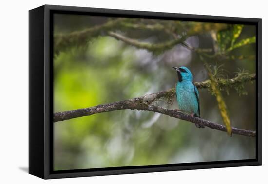 A Saira Bird Perches on a Tree in Ubatuba-Alex Saberi-Framed Stretched Canvas