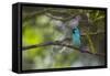 A Saira Bird Perches on a Tree in Ubatuba-Alex Saberi-Framed Stretched Canvas