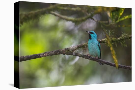 A Saira Bird Perches on a Tree in Ubatuba-Alex Saberi-Stretched Canvas