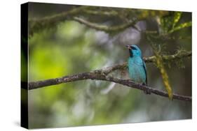 A Saira Bird Perches on a Tree in Ubatuba-Alex Saberi-Stretched Canvas