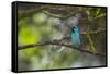 A Saira Bird Perches on a Tree in Ubatuba-Alex Saberi-Framed Stretched Canvas