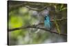 A Saira Bird Perches on a Tree in Ubatuba-Alex Saberi-Stretched Canvas