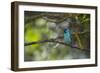 A Saira Bird Perches on a Tree in Ubatuba-Alex Saberi-Framed Photographic Print