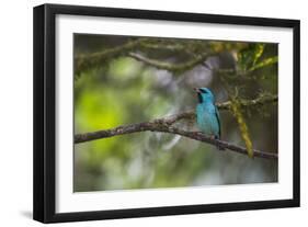 A Saira Bird Perches on a Tree in Ubatuba-Alex Saberi-Framed Photographic Print