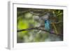 A Saira Bird Perches on a Tree in Ubatuba-Alex Saberi-Framed Photographic Print