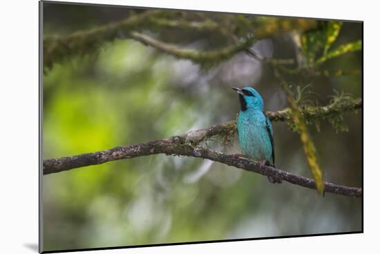 A Saira Bird Perches on a Tree in Ubatuba-Alex Saberi-Mounted Photographic Print