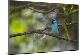 A Saira Bird Perches on a Tree in Ubatuba-Alex Saberi-Mounted Photographic Print