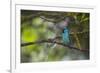 A Saira Bird Perches on a Tree in Ubatuba-Alex Saberi-Framed Photographic Print