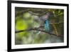 A Saira Bird Perches on a Tree in Ubatuba-Alex Saberi-Framed Photographic Print