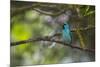 A Saira Bird Perches on a Tree in Ubatuba-Alex Saberi-Mounted Photographic Print
