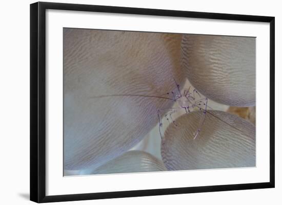 A Saltwater Shrimp Living on Bubble Coral in Lembeh Strait-Stocktrek Images-Framed Photographic Print