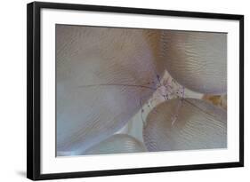 A Saltwater Shrimp Living on Bubble Coral in Lembeh Strait-Stocktrek Images-Framed Photographic Print