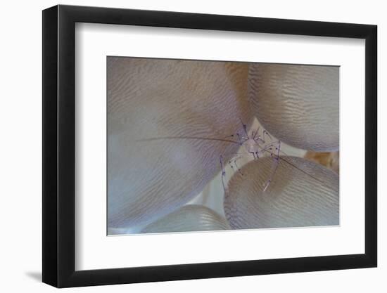 A Saltwater Shrimp Living on Bubble Coral in Lembeh Strait-Stocktrek Images-Framed Photographic Print