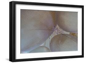 A Saltwater Shrimp Living on Bubble Coral in Lembeh Strait-Stocktrek Images-Framed Photographic Print