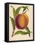 A Salway Peach-null-Framed Stretched Canvas