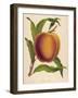 A Salway Peach-null-Framed Art Print