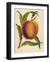 A Salway Peach-null-Framed Art Print