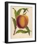 A Salway Peach-null-Framed Art Print