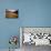 A Sand Avalanche after a Rainstorm in the Sahara Desert, Algeria, North Africa, Africa-Geoff Renner-Mounted Photographic Print displayed on a wall