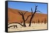 A Sand Dune in the Desert, Namibia, Africa-Apollofoto-Framed Stretched Canvas