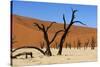 A Sand Dune in the Desert, Namibia, Africa-Apollofoto-Stretched Canvas