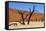 A Sand Dune in the Desert, Namibia, Africa-Apollofoto-Framed Stretched Canvas