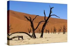 A Sand Dune in the Desert, Namibia, Africa-Apollofoto-Stretched Canvas