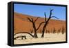 A Sand Dune in the Desert, Namibia, Africa-Apollofoto-Framed Stretched Canvas