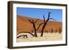 A Sand Dune in the Desert, Namibia, Africa-Apollofoto-Framed Photographic Print