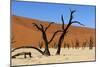 A Sand Dune in the Desert, Namibia, Africa-Apollofoto-Mounted Photographic Print