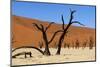 A Sand Dune in the Desert, Namibia, Africa-Apollofoto-Mounted Photographic Print