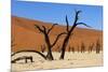 A Sand Dune in the Desert, Namibia, Africa-Apollofoto-Mounted Photographic Print