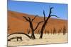 A Sand Dune in the Desert, Namibia, Africa-Apollofoto-Mounted Photographic Print