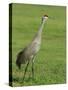 A Sandhill Crane, South Florida, USA-Roy Rainford-Stretched Canvas