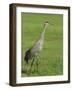 A Sandhill Crane, South Florida, USA-Roy Rainford-Framed Photographic Print