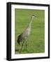 A Sandhill Crane, South Florida, USA-Roy Rainford-Framed Photographic Print