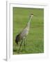 A Sandhill Crane, South Florida, USA-Roy Rainford-Framed Photographic Print