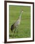 A Sandhill Crane, South Florida, USA-Roy Rainford-Framed Photographic Print