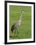 A Sandhill Crane, South Florida, USA-Roy Rainford-Framed Photographic Print