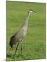 A Sandhill Crane, South Florida, USA-Roy Rainford-Mounted Photographic Print